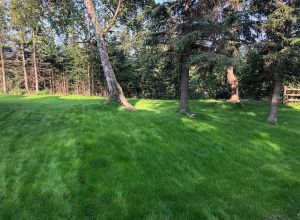 New grass lawn with irrigation